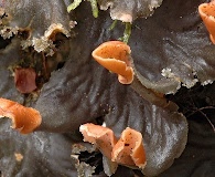 Peltigera polydactylon