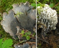 Peltigera scabrosa