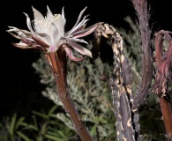 Peniocereus greggii