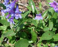 Penstemon albertinus