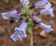 Penstemon anguineus