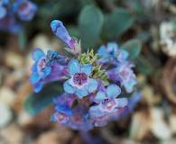 Penstemon arenicola