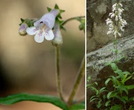 Penstemon arkansanus