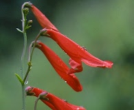 Penstemon barbatus