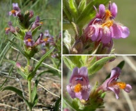 Penstemon barnebyi