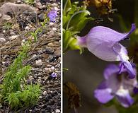 Penstemon campanulatus