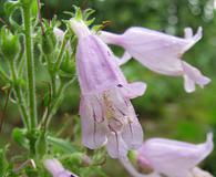 Penstemon canescens