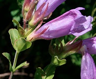 Penstemon cardwellii