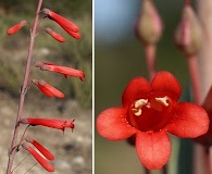 Penstemon centranthifolius