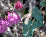 Penstemon clutei