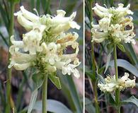 Penstemon confertus