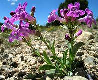 Penstemon confusus