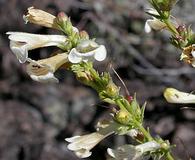 Penstemon deustus