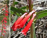 Penstemon eatonii