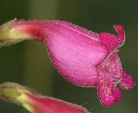 Penstemon floridus