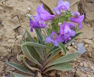 Penstemon fremontii