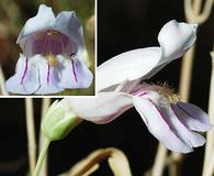 Penstemon fruticiformis