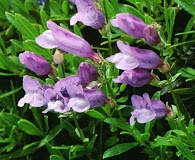 Penstemon fruticosus