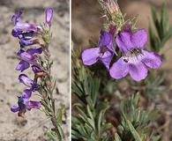 Penstemon gairdneri