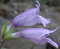 Penstemon glandulosus