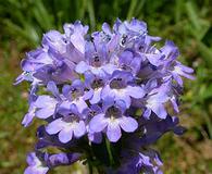 Penstemon globosus