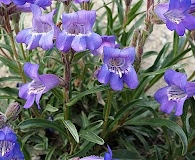 Penstemon gormanii