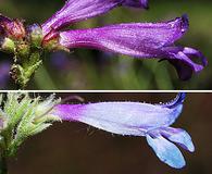 Penstemon gracilentus