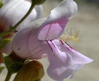 Penstemon grinnellii