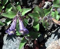 Penstemon harbourii