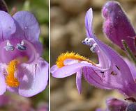 Penstemon janishiae