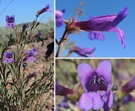 Penstemon kingii