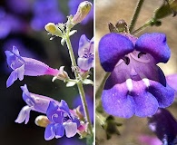 Penstemon laetus