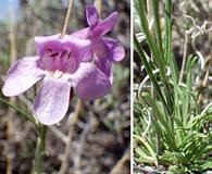 Penstemon laricifolius