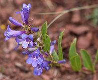 Penstemon leonardii