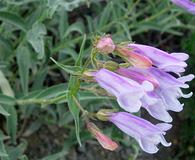 Penstemon lyallii