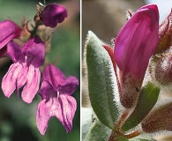 Penstemon montanus