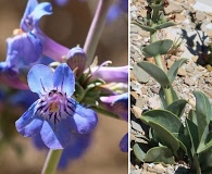 Penstemon mucronatus