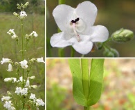 Penstemon multiflorus