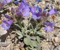 Penstemon nanus