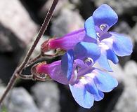 Penstemon neotericus