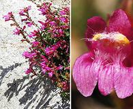 Penstemon newberryi