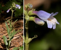 Penstemon oliganthus