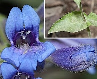 Penstemon ovatus