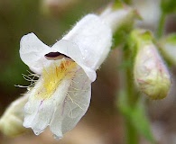 Penstemon pallidus