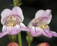 Penstemon palmeri