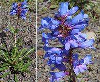 Penstemon pennellianus