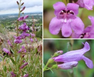 Penstemon platyphyllus