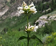 Penstemon pratensis