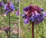 Penstemon procerus