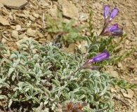 Penstemon purpusii